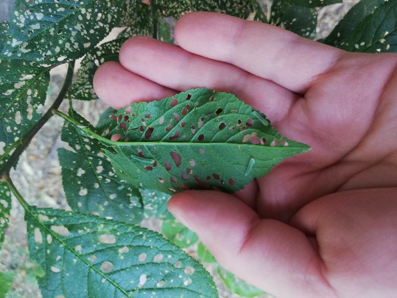 Larve di ... Tentredinidae sp.